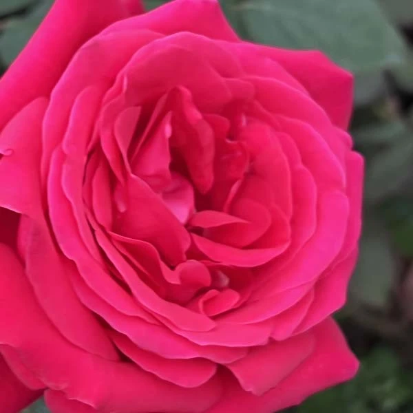 亚里克红 红色玫瑰盆栽老桩阳台庭院特大花浓香四季开花卉带花