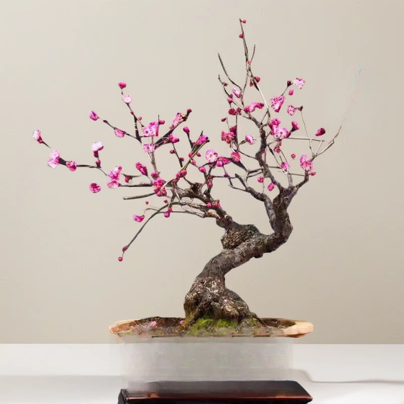 【正品老桩梅花】原生老庄梅花盆栽耐寒浓香型庭院阳台红梅盆栽