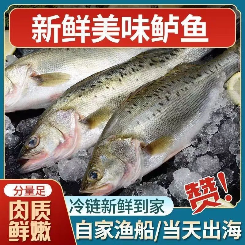 【当天海捕鲈鱼】新鲜深海鲈鱼海鲜生鲜海钓火锅清蒸包邮冷冻