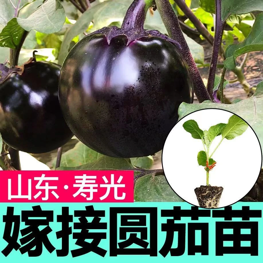 寿光嫁接茄子苗秧种子高产抗病紫黑圆茄大龙长茄四季阳台小院种植