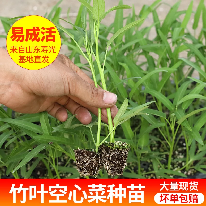 竹叶空心菜种苗种子三叉空心菜四季种植蔬菜家庭阳台盆栽小院种植