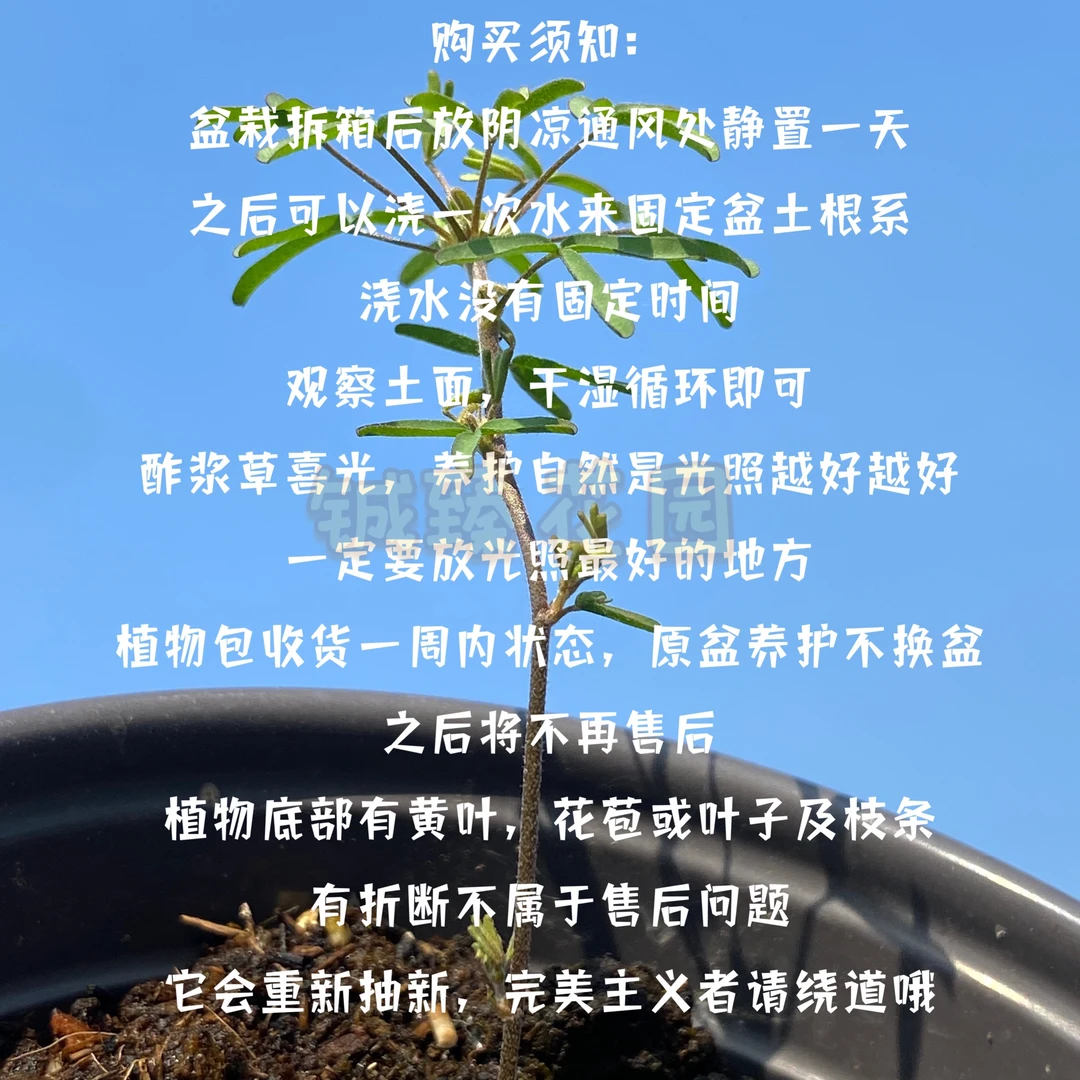 铖臻花园酢浆草盆栽带花苞早花