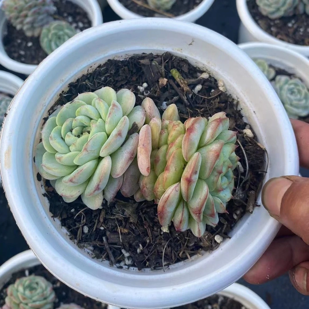 天鹅绒 多肉植物 （满18包邮 直播间展示为准）