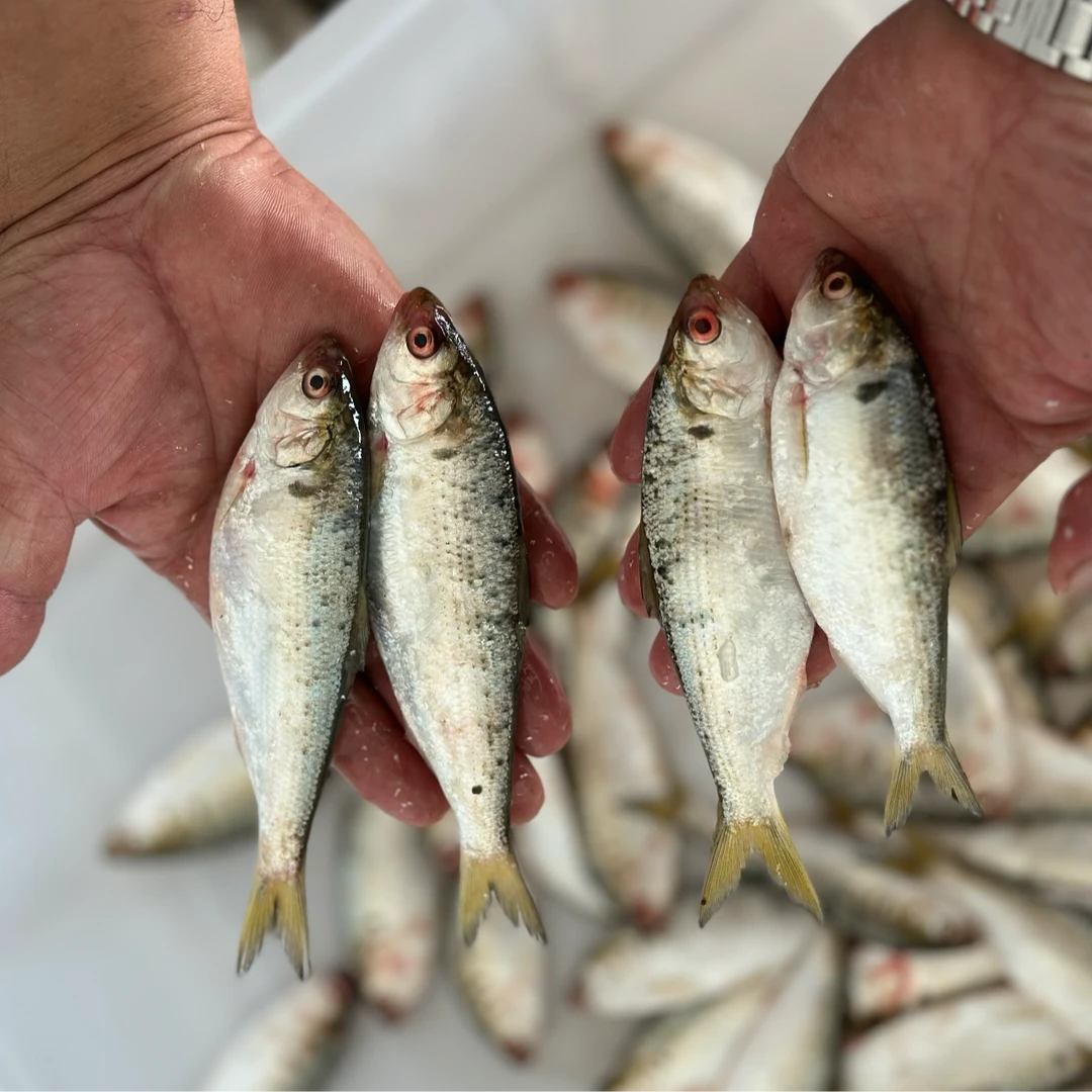 渤海湾本地磁鱼(净重4斤)全国顺丰包邮!