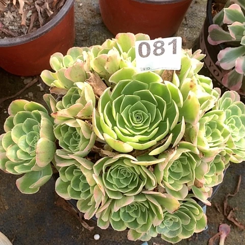 多肉植物081多肉奶白