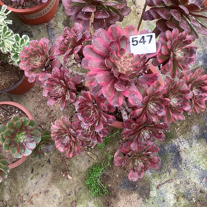 多肉植物紫牡丹547