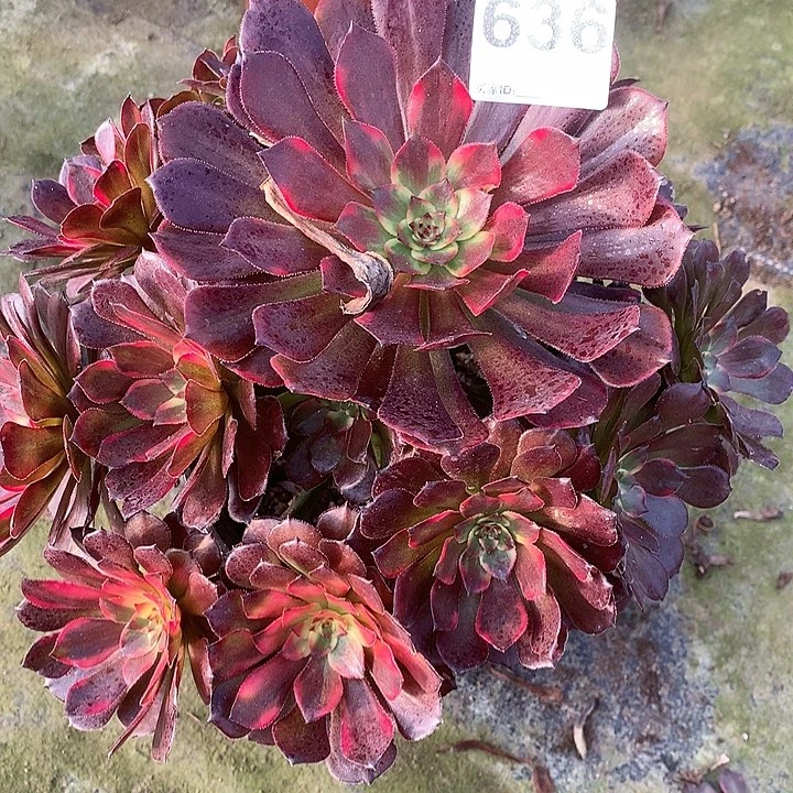 多肉植物烟花636