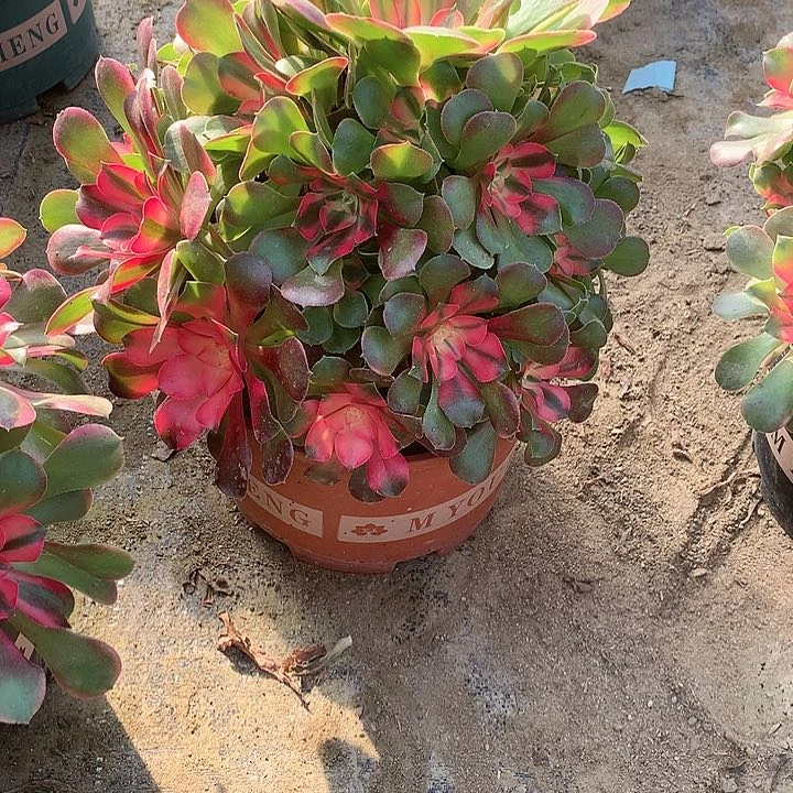 忆****9多肉植物香妃843