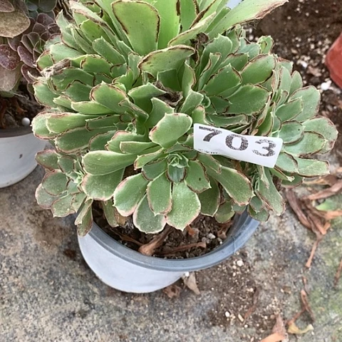 多肉植物703多肉莲花