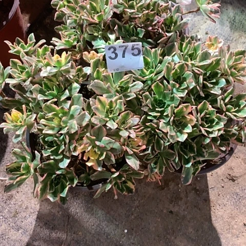 多肉植物甜茶375组合三颗