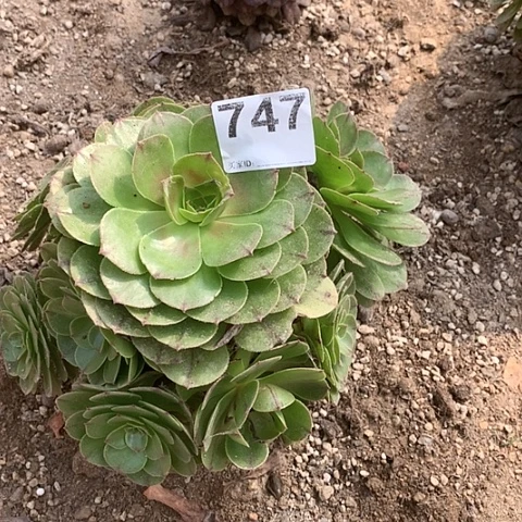 多肉植物747万拉丝