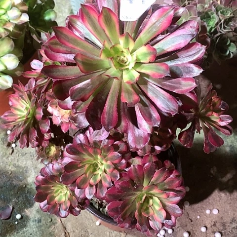 多肉植物美姬变异411