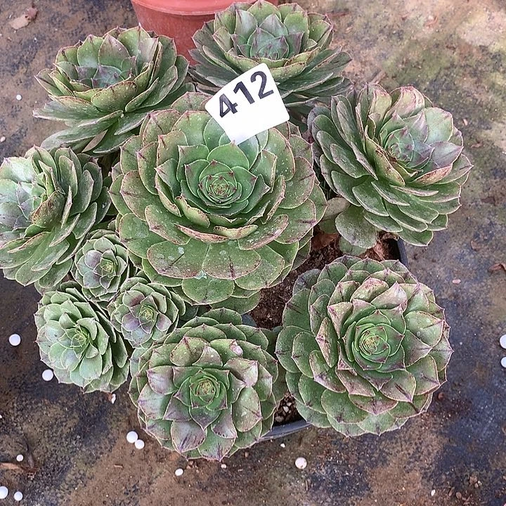 多肉植物拉斯412