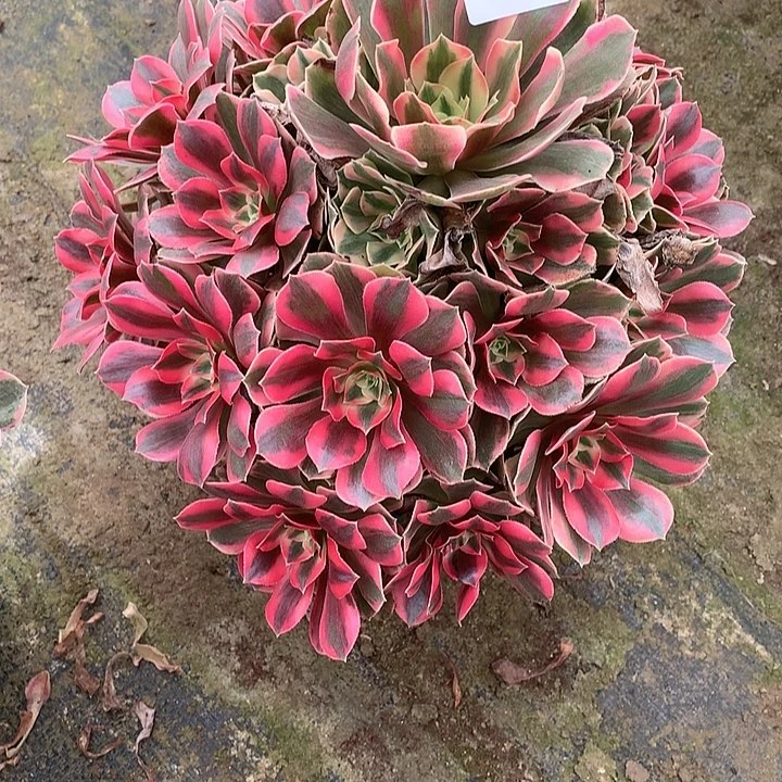 ?****?多肉植物女妖235