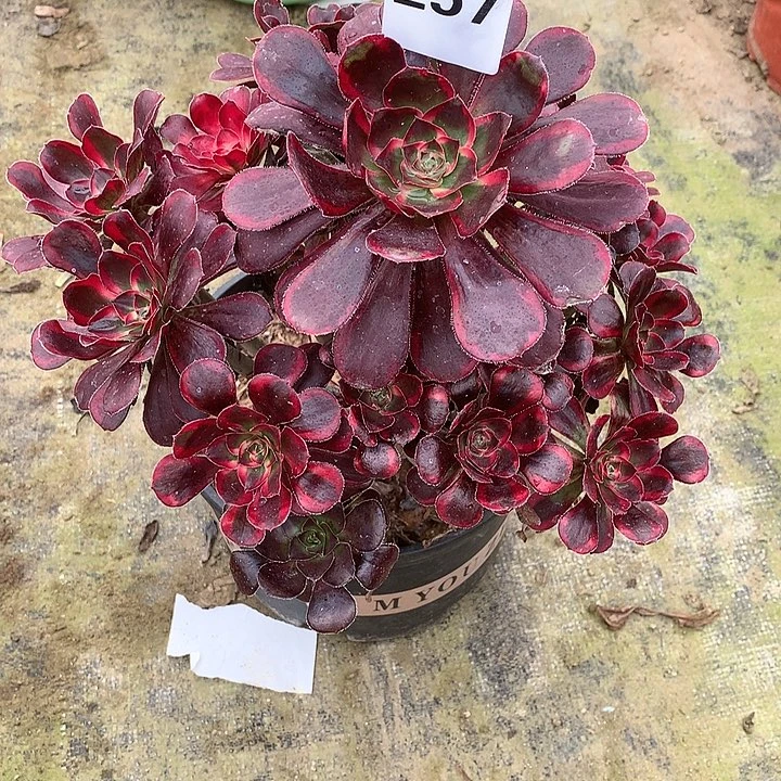 童**驻多肉植物丽娜257