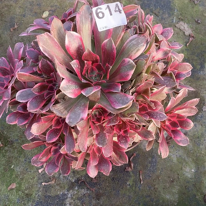 多肉植物浣纱614