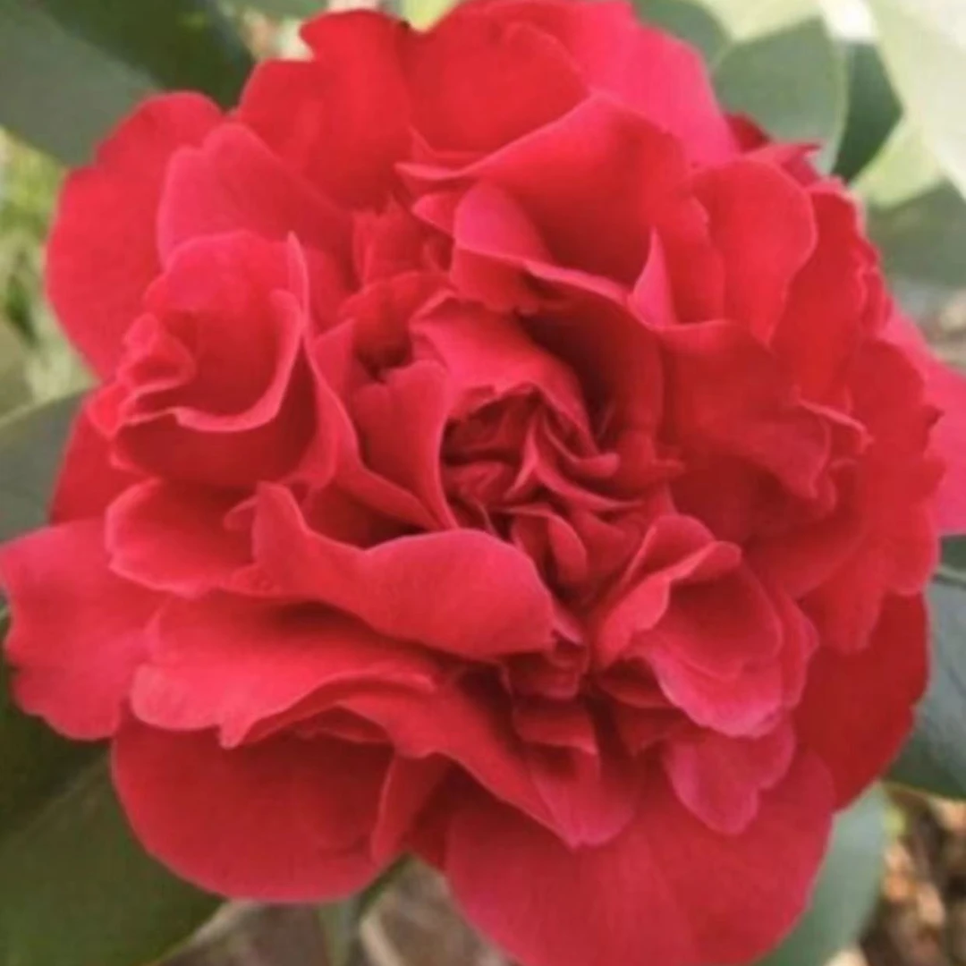 备用2年【红】盆栽苗花卉绿植南方北方均可种植