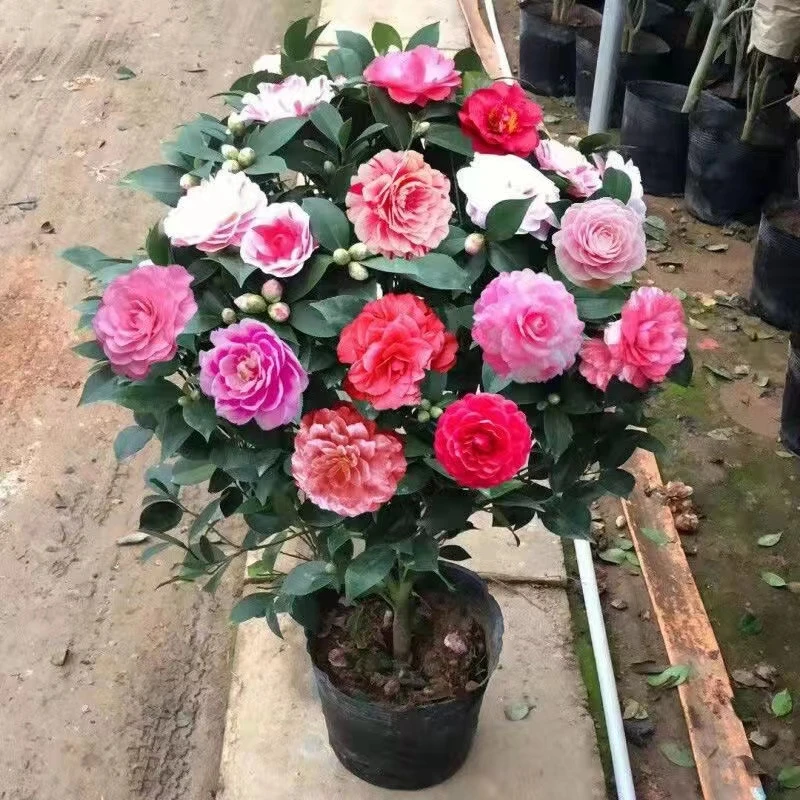 精品五色赤丹茶花原生桩花开多色精品茶花庭院花坛名贵茶花大树桩