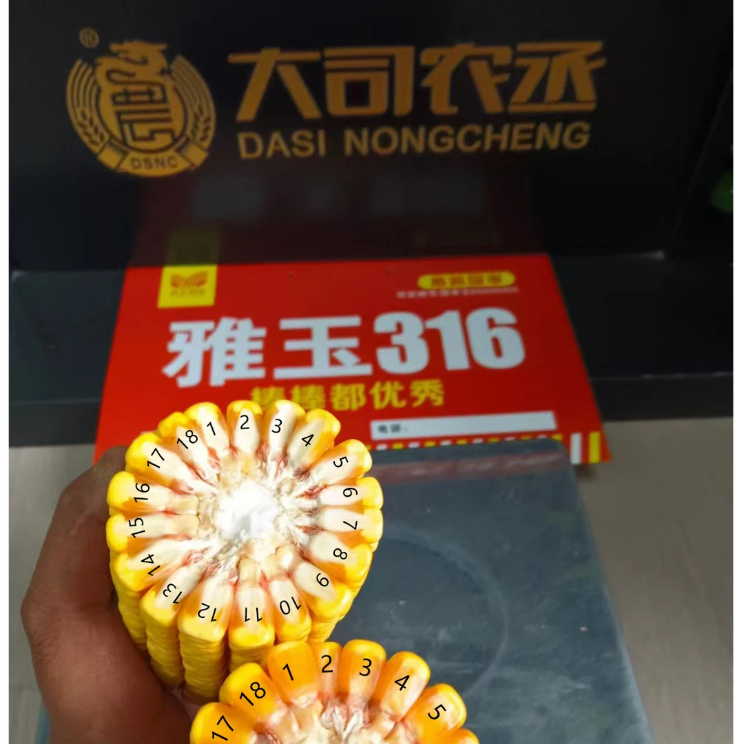 国审玉米种子 铁杆大棒 抗锈病抗青枯 耐高温不花粒 抗性好