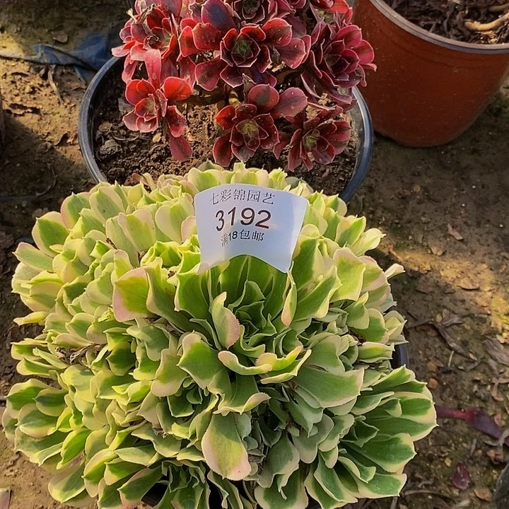 法师锦多肉美杜莎 白凤3192