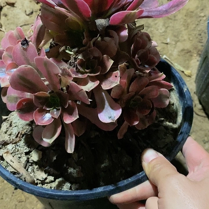 法师锦美杜莎法师锦4028