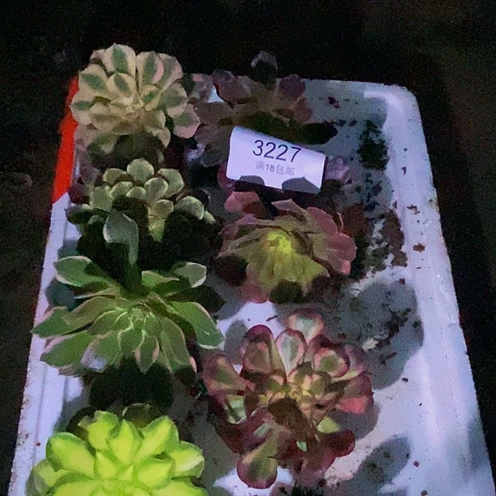 法师锦小苗多肉根系不好3227