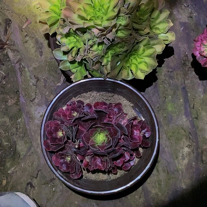 法师锦多肉组合365