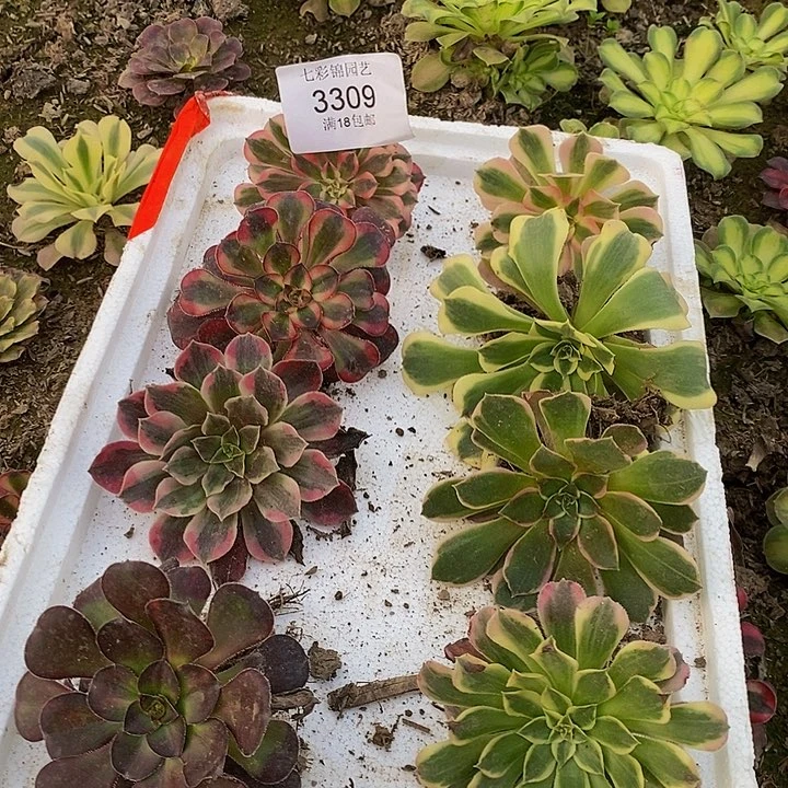 法师锦多肉小苗根系不好3309