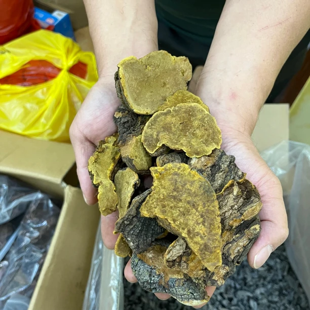 【大海干货店】双黄灵zhi 桑黄大海精选推荐