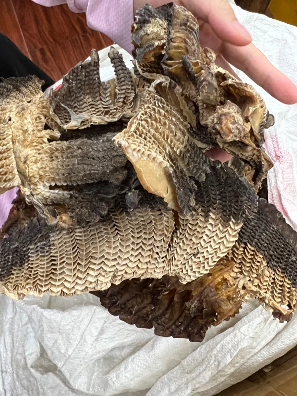 【大海干货店】大花腮 澎鱼鳃鳃