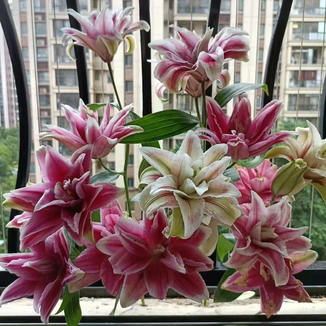 【轶1】红魔重瓣百合 仙气飘飘