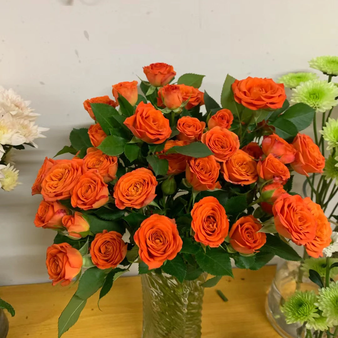 【轶11】橙芭比多头玫瑰9支+1支防损 居家鲜花 收到花带包装醒花