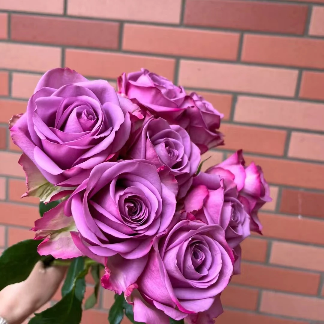 【轶1】冷美人18支+2支防损鲜切花玫瑰居家鲜花 收到花带包装醒花