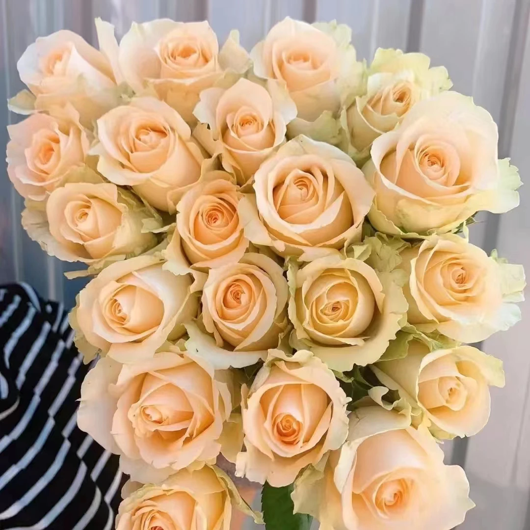 【轶11】香槟18支+2支防损鲜切花玫瑰鲜花收到花带包装醒花