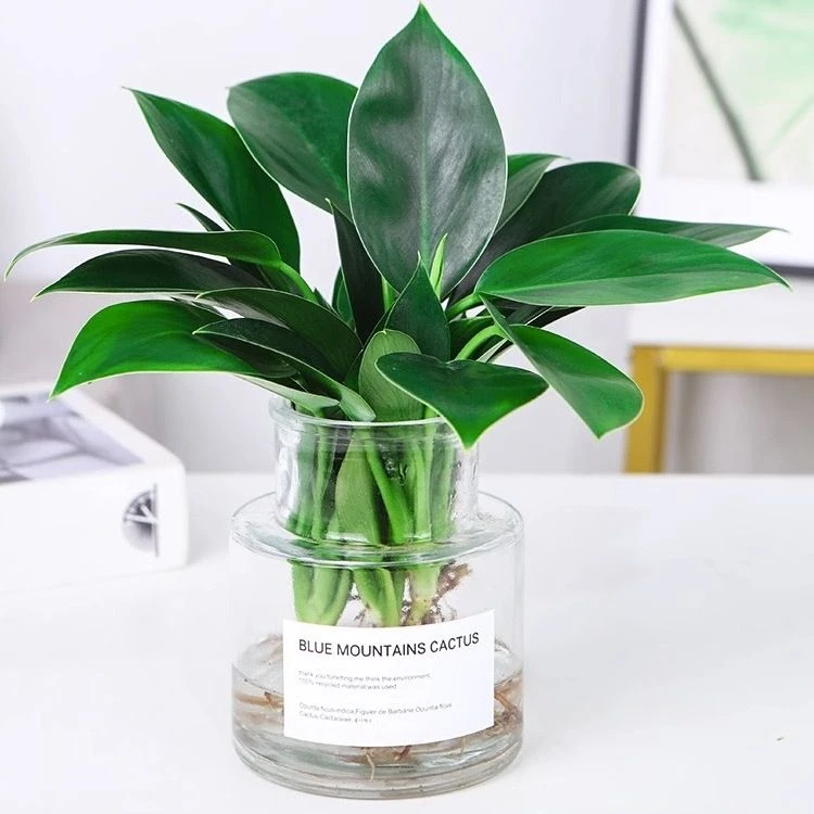 绿公主盆栽大叶金钻净化空气绿植招财植物四季常青吸甲醛好养花卉