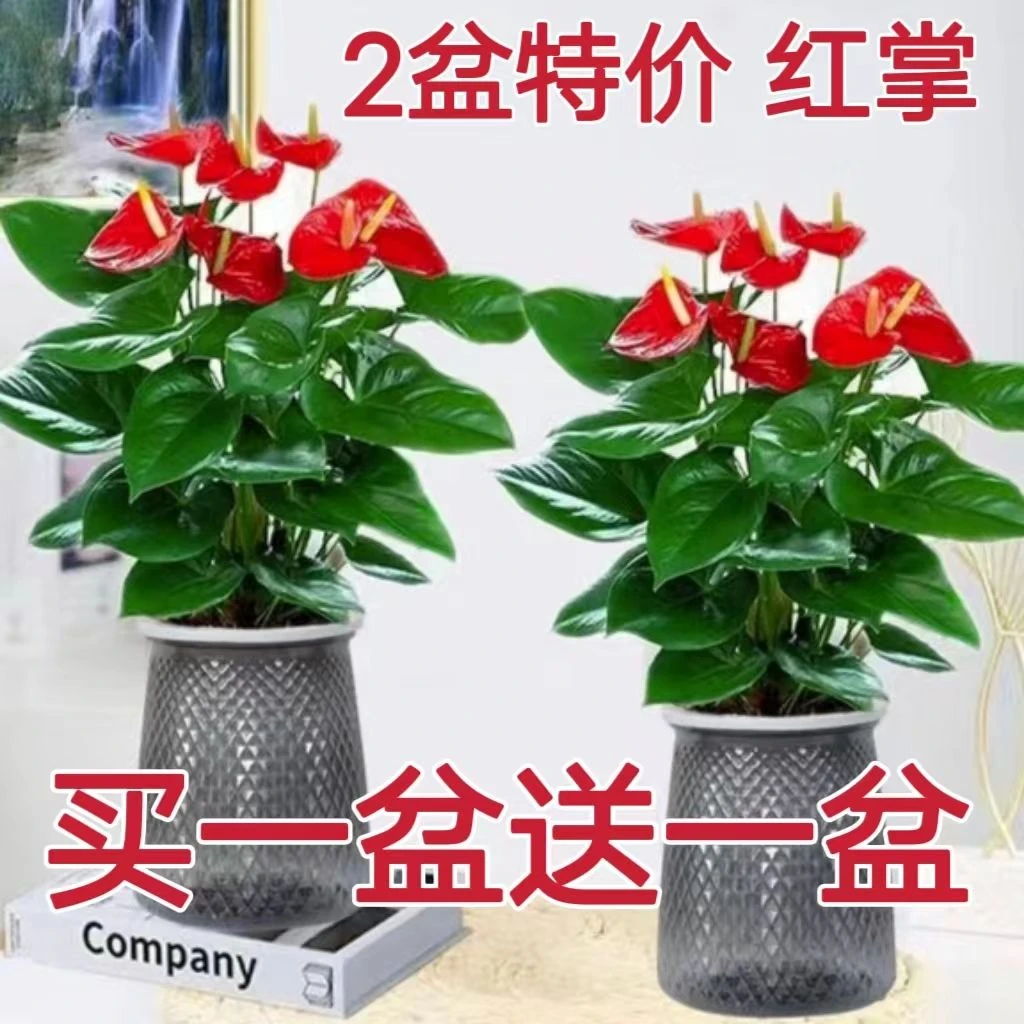 【买一送一】红掌粉掌白掌花室内水培土培盆栽四季开花卉植物绿植