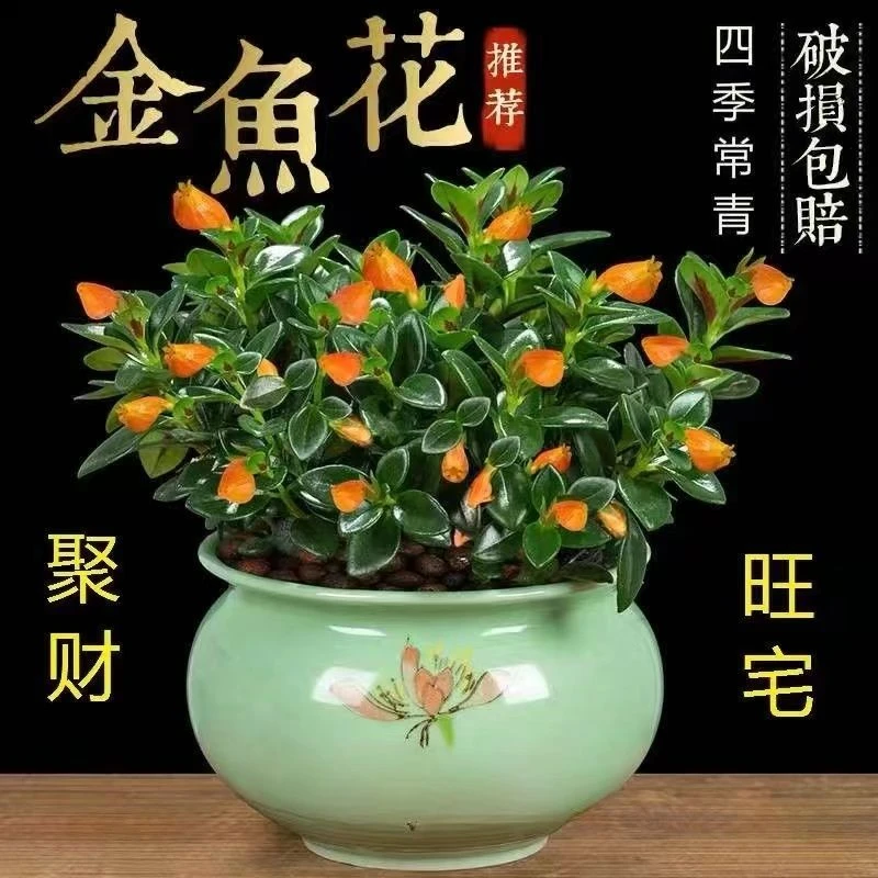 【年年有鱼】金鱼花吊兰耐寒花卉鱼嘴花冬天室内盆栽吸甲醛绿植物