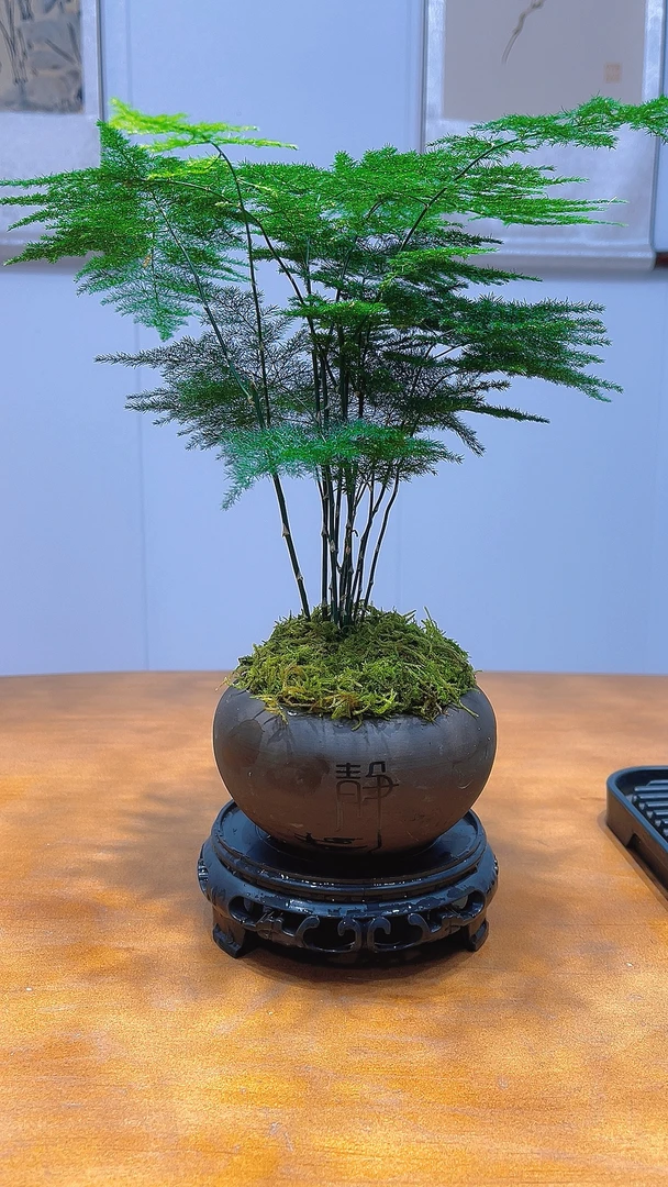 易养美观文竹花卉植物盆景盆栽
