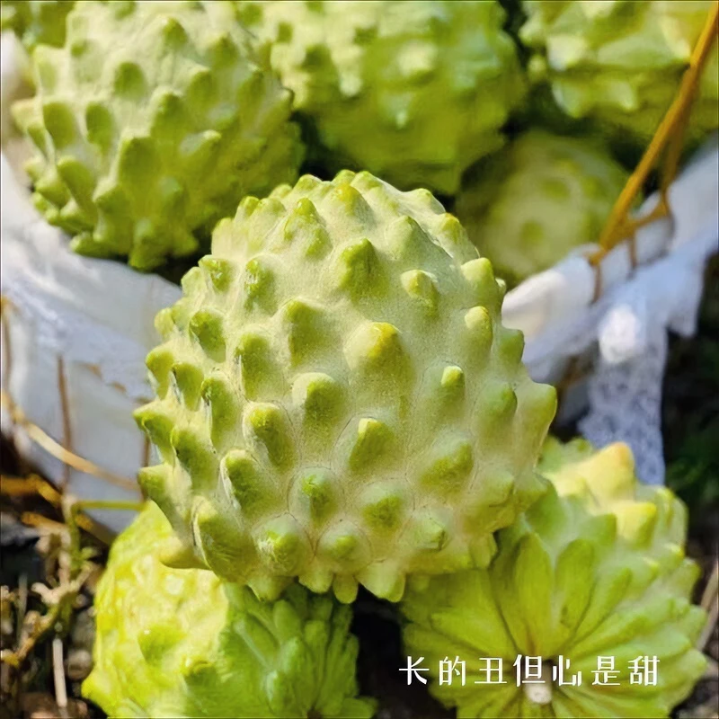 中果释迦果东山特产新鲜应季水果番荔枝冰淇淋凤梨释迦果商用批发