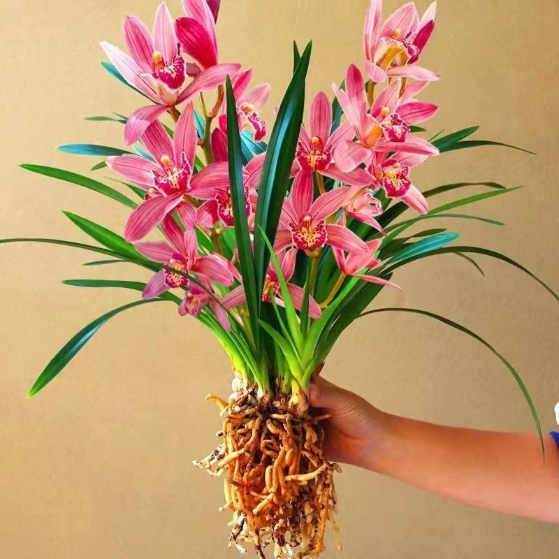 带香水味花苞 建兰四季兰状元红 香妃兰花苗好养易活浓香型兰花