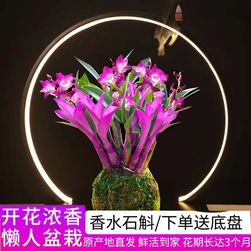 七彩香水石斛兰花四季好养绿植浓香型带花水培植物绿植净化空气