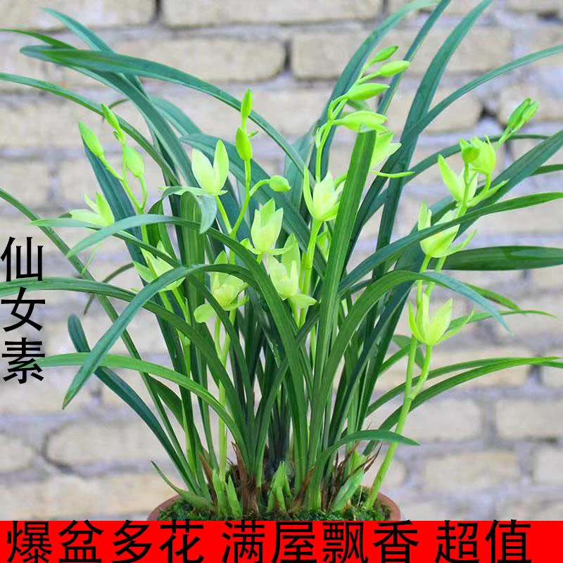 基地清场特价绿化超香夏带花苞仙女素浓香四季素花兰花苗盆栽花卉