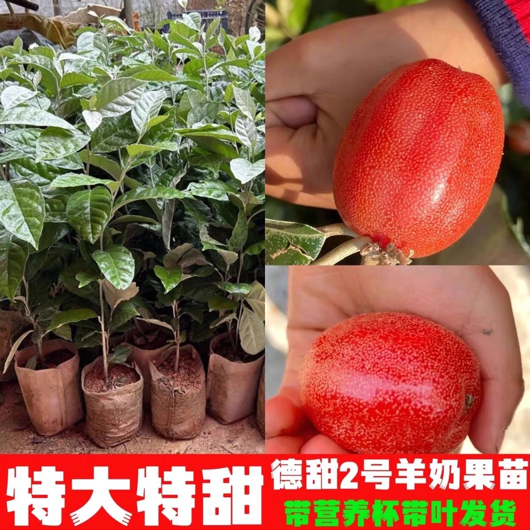 特大羊奶果苗德甜二号密花胡颓子苗木奶果南北方阳台庭院种植