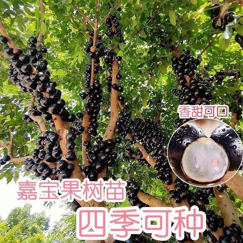 沙巴四季红妃艾斯卡嘉宝果树葡萄盆栽地栽种植当年结果
