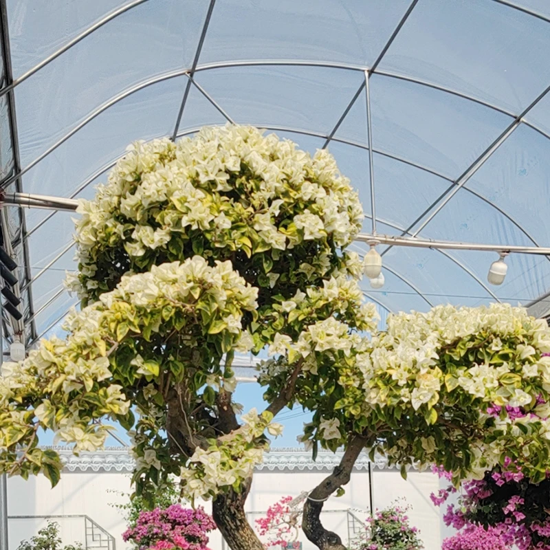 一物一拍三角梅盆景1000【800】