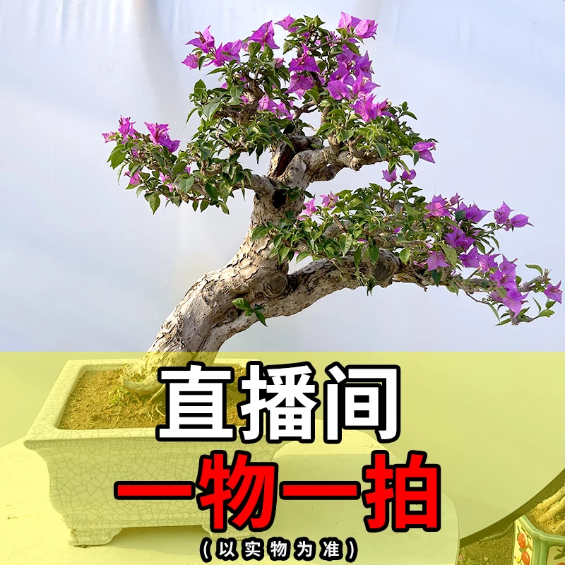 一物一拍三角梅盆景【2850】