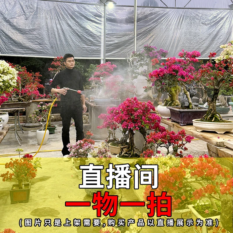 一物一拍三角梅盆景500【475】