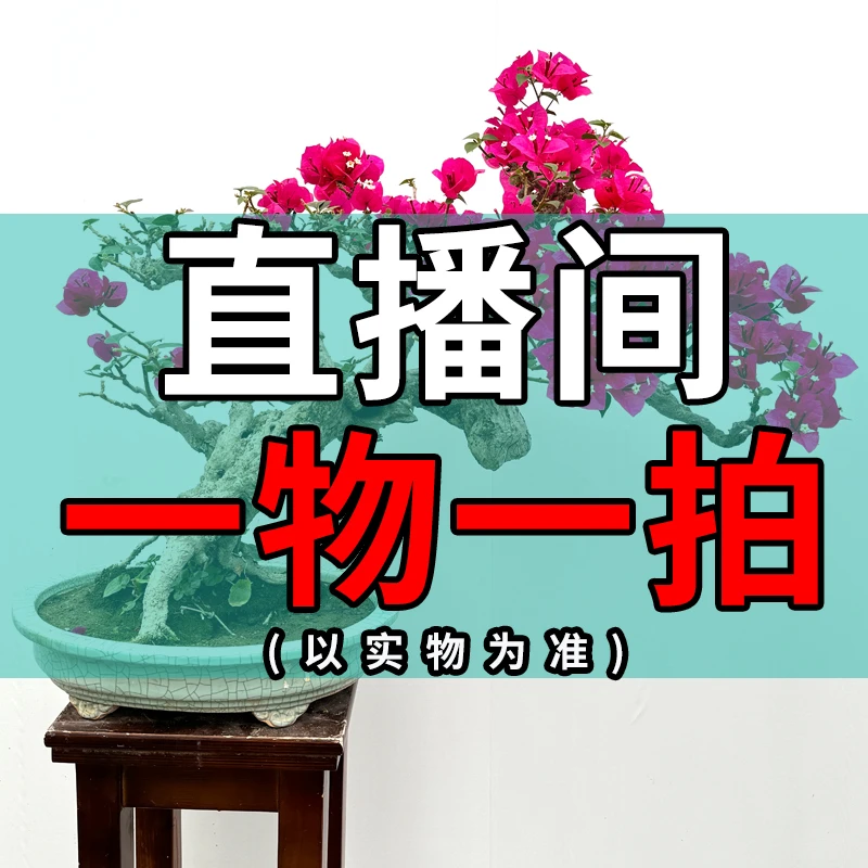 一物一拍三角梅盆景0005【4750】