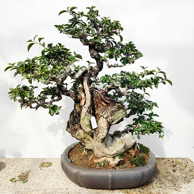 小叶紫三角梅舍利年功老桩【一物一拍】28880,桩粗25cm,高65cm