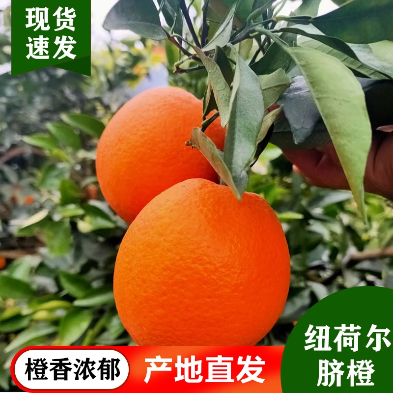 橙中贵族-石门所街纽荷尔[脐橙]